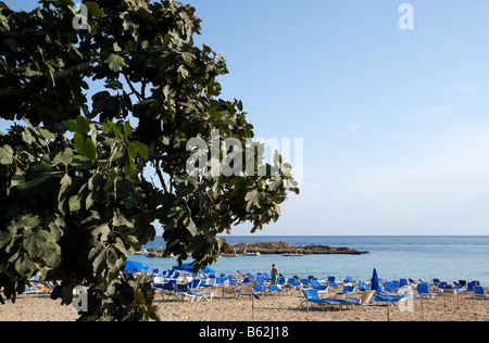 fig tree bay beach protaras cyprus mediterranean Stock Photo