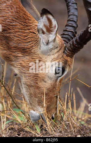 impala aepyceros melampus single adult male grazing in the rain Stock Photo