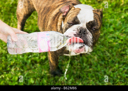 Close-up of a dog drinking water from a bottle held by a person's hands Stock Photo