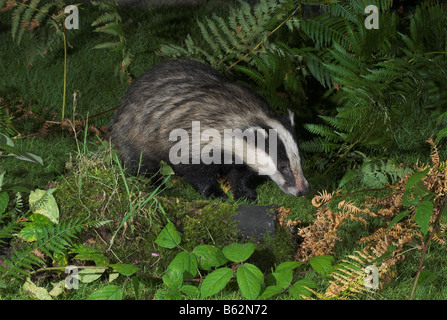 Badger(meles melese) Stock Photo