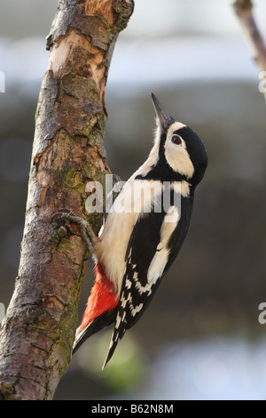 Female Great Spotted Woodpecker Dendrocopos major Stock Photo
