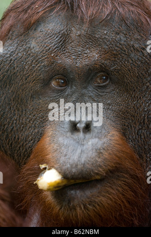 Flanged ex captive bornean orangutan Pongo pygmaeus eating a banana in Tanjung Puting NP Borneo Stock Photo