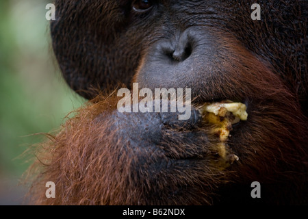 Flanged ex captive bornean orangutan Pongo pygmaeus eating a banana in Tanjung Puting NP Borneo Stock Photo