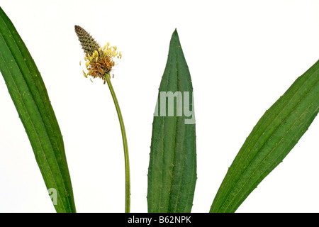 Ribgrass Plantago lanceolata Stock Photo