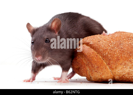 Rats very clever and artful rodents Stock Photo