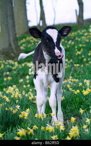 Holstein friesian calf in daffodil, Ledbury, Gloucestershire, England Stock Photo