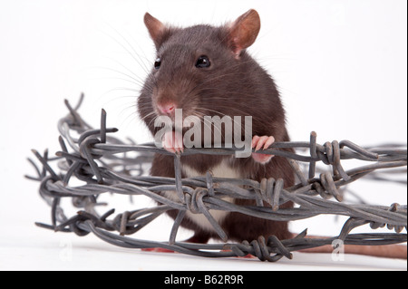 Rats very clever and artful rodents Stock Photo