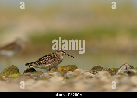 Broad-billed Sandpiper (Limicola falcinellus). Stock Photo