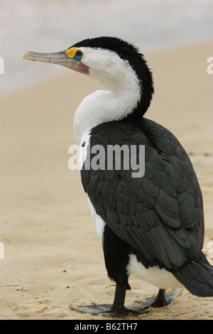 A PIED CORMORANT PHALACROCORAX VARIUS  STANDING ON A BEACH FULL LENGTH SIDE REAR VIEW VERTICAL BDA11194 Stock Photo