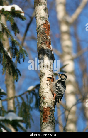 White-backed Woodpecker (Dendrocopos leucotos) sitting on a white birch tree. Stock Photo