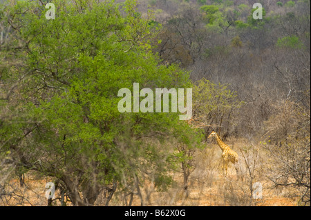 wild giraffe GIRAFFA CAMELOPARDALIS southern Giraffe in acacia woodland south africa south-africa ambience Stock Photo