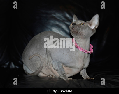 Sphynx cat also known as Canadian Hairless is a rare breed of cat known for its lack of a coat Property Release available Stock Photo