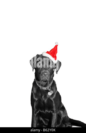 A black labrador  dog in a santa hat against a snow white background at Christmas Stock Photo