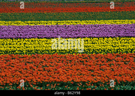 Netherlands Zuid Holland Lisse Tulip field Stock Photo