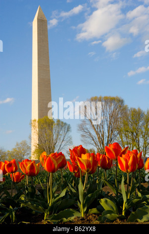 Tulips growing in a field in front of an obelisk, Washington Monument, Tulip Library, The Mall, Washington DC, USA Stock Photo