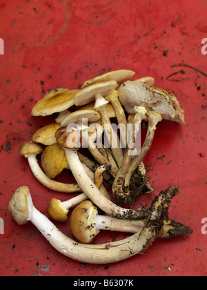 A variety of mushrooms found in the hills of upstate NY during a mushroom hunt. Stock Photo