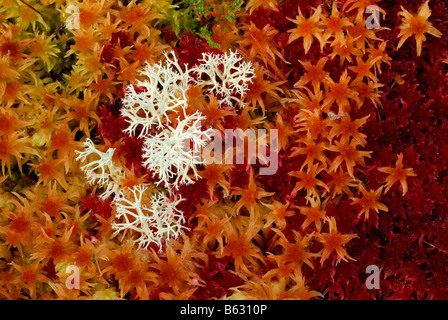 A colourful bed of sphagnum moss (sphagnum angustifolium) in autumn, with reindeer lichen. Stock Photo