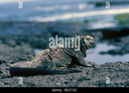 A Galapagos marine iguana Amblyrhynchus cristatus sunning itself on a rock on Isabela Island in the Galapagos Islands, Ecuador. Stock Photo