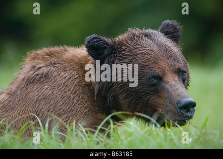 USA Alaska Misty Fjords National Monument Brown Grizzly Bear Ursus arctos feeding in tall sedge grass Stock Photo