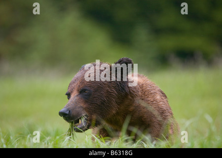 USA Alaska Misty Fjords National Monument Brown Grizzly Bear Ursus arctos feeding in tall sedge grass Stock Photo