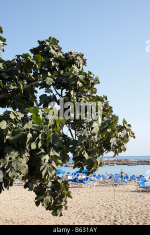 fig tree bay beach protaras cyprus mediterranean Stock Photo