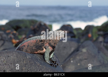 A Galapagos marine iguana Amblyrhynchus cristatus sunning itself on a rock on Isabela Island in the Galapagos Islands, Ecuador. Stock Photo