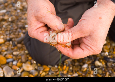 Close up of man putting bait of a ragworm on his sea fishing hook Stock Photo