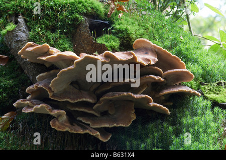 Giant Polypore fungi Stock Photo