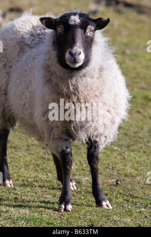 Female sheep or ewe on Fair Isle in Shetland Stock Photo