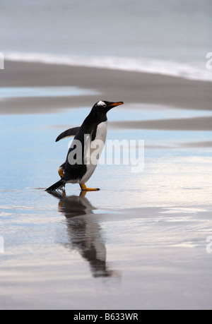 Gentoo Penguin (Pygoscelis papua) on beach, Sea Lion Island, Falkland Islands Stock Photo