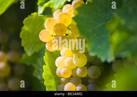 Grapes Growing on a Grapevine Niagara Ontario Canada Stock Photo