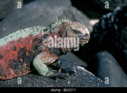 A Galapagos marine iguana Amblyrhynchus cristatus sunning itself on a rock on Isabela Island in the Galapagos Islands, Ecuador. Stock Photo