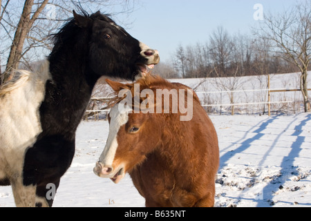 Dirty Paint horse stud colt yearlings playing rough in the snow outside Stock Photo