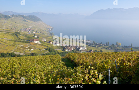Vineyards at Lake Geneva, Lavaux, Switzerland Stock Photo