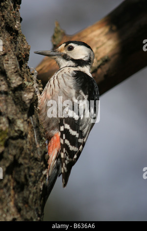 Adult White-backed Woodpecker (Dendrocopos leucotos) sitting on a tree. Stock Photo