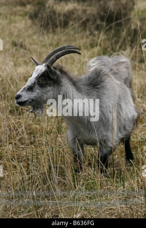 Wild Goat Capra hircus Stock Photo