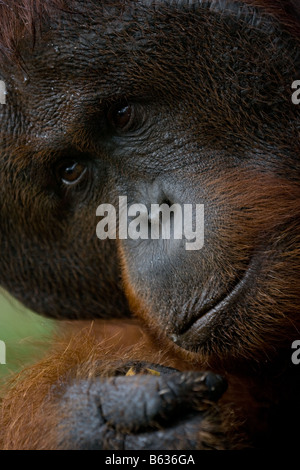 Flanged ex captive bornean orangutan Pongo pygmaeus eating a banana in Tanjung Puting NP Borneo Stock Photo