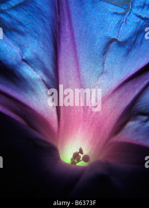 Close up of a blue and purple morning glory flower as sun light shines through it. Stock Photo