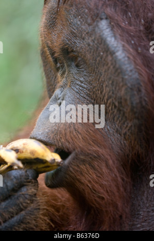 Flanged ex captive bornean orangutan Pongo pygmaeus eating a banana in Tanjung Puting NP Borneo Stock Photo