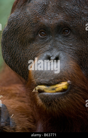 Flanged ex captive bornean orangutan Pongo pygmaeus eating a banana in Tanjung Puting NP Borneo Stock Photo