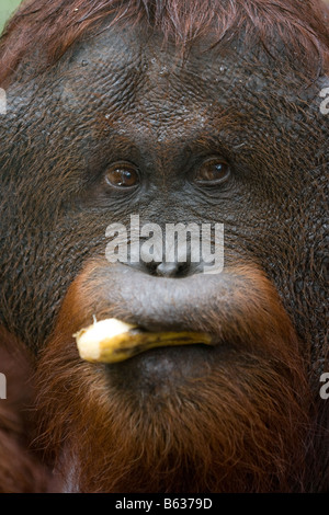 Flanged ex captive bornean orangutan Pongo pygmaeus eating a banana in Tanjung Puting NP Borneo Stock Photo