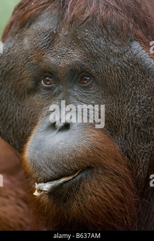 Flanged ex captive bornean orangutan Pongo pygmaeus eating a banana in Tanjung Puting NP Borneo Stock Photo