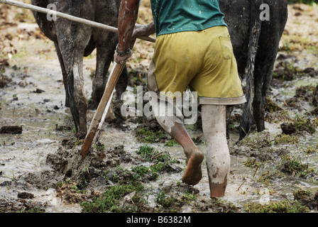 Using cattle to plough the terraced paddy fields in the hills of Nepal Stock Photo