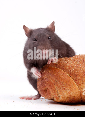 Rats very clever and artful rodents Stock Photo