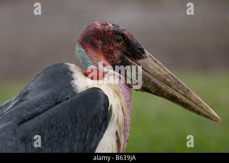 marabou stork bird Uganda africa Stock Photo