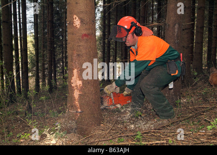 Logging Tree Felling tree felling, logging and forestry work in a commercial forest tree ...
