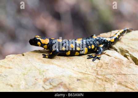 European Fire Salamander (Salamandra salamandra) on rock Stock Photo