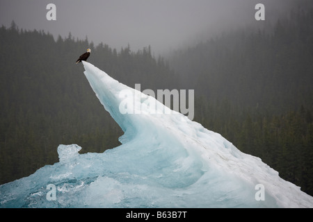 USA Alaska Tongass National Forest Bald Eagle Haliaeetus leucocephalus resting on iceberg in Holkham Bay Stock Photo