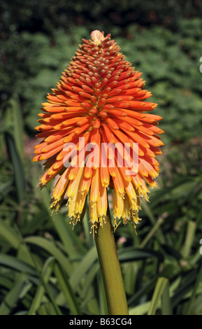 Kniphofia Rooperi (Red Hot Poker) flower Stock Photo