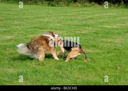 Two dogs fighting in a field Stock Photo